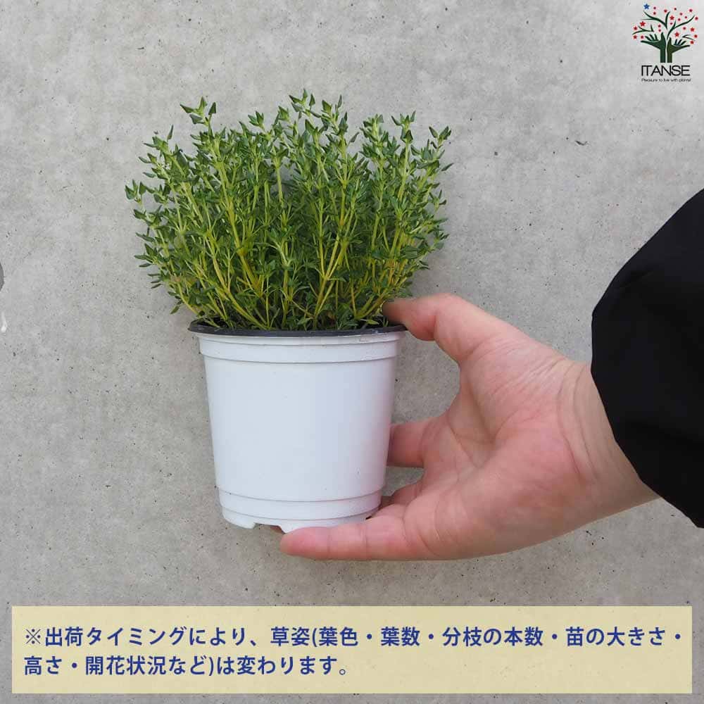 クリーピングローズ　アロマハーブ　根付き苗　3苗 61h+Jpi6-5L._AC_UL210_SR210,