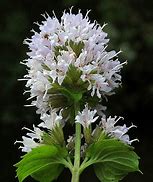 ペパーミントホワイト」ハーブBN硬質12cmポット大苗 【2個セット