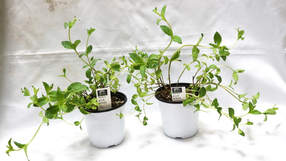 ペパーミントホワイト」ハーブBN硬質12cmポット大苗 【2個セット
