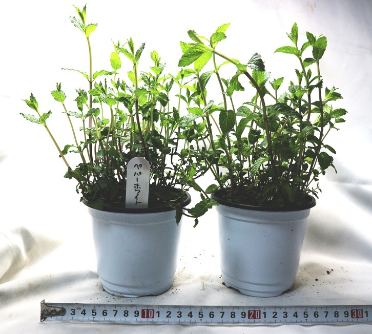ペパーミントホワイト」ハーブBN硬質12cmポット大苗 【2個セット