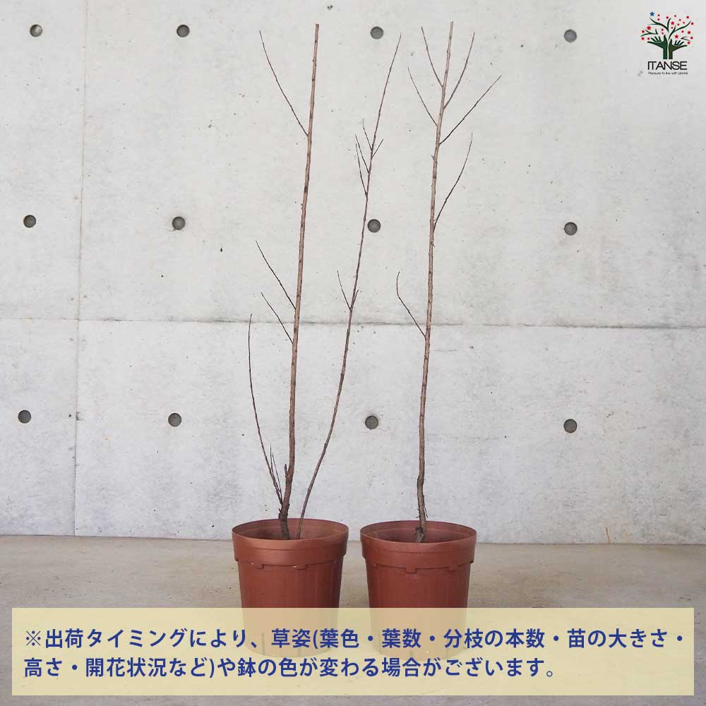 サルスベリ ブラックリーフダイヤモンド ピュアW 【花木苗 6号ポット／1個売り】