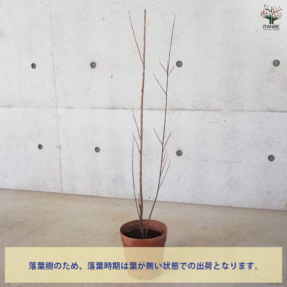 サルスベリ ブラックリーフダイヤモンド ピュアW 【花木苗 6号ポット／1個売り】