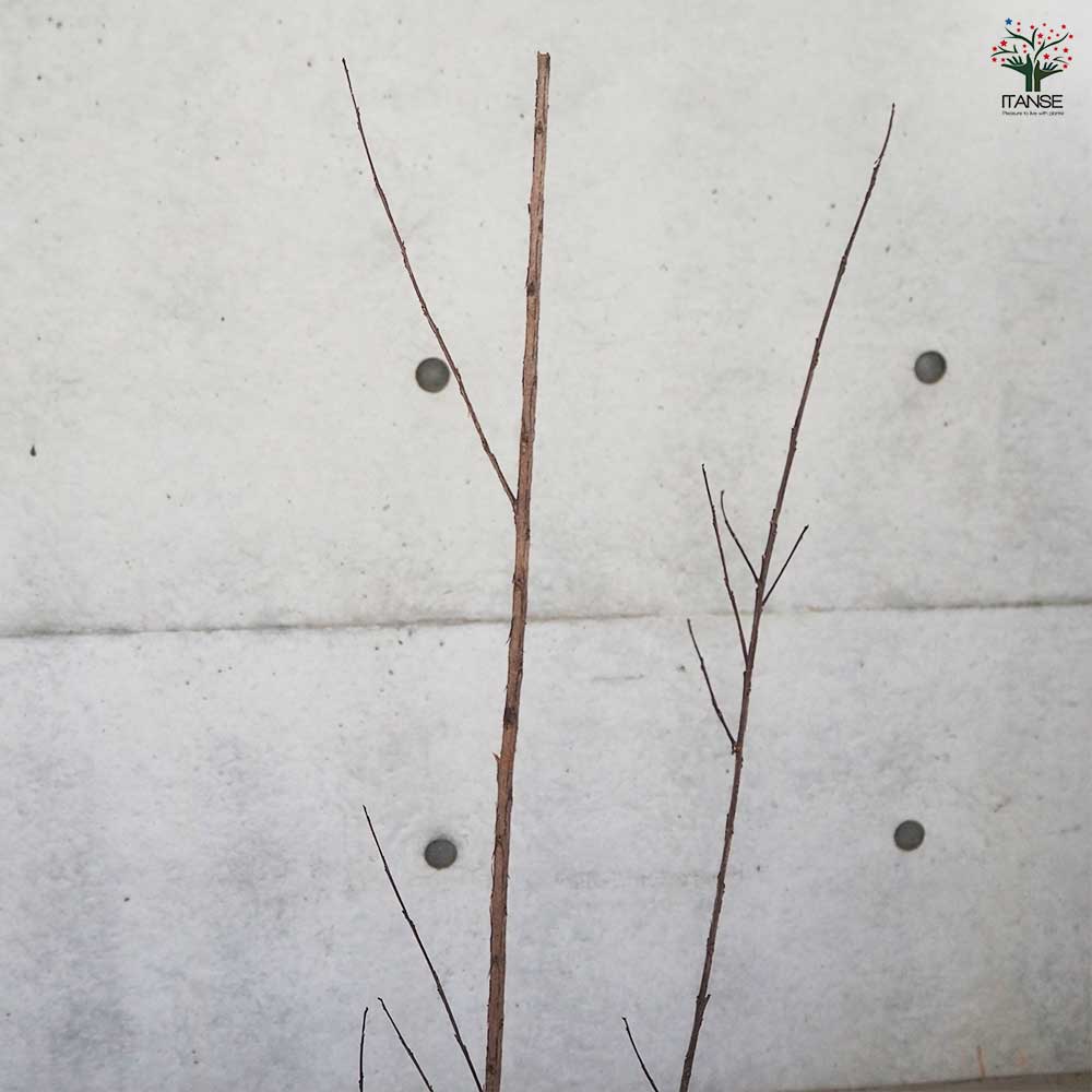 サルスベリ ブラックリーフダイヤモンド ピュアW 【花木苗 6号ポット／1個売り】