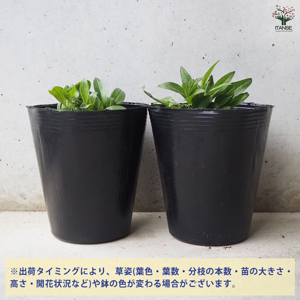 エキナセア センセーションピンク 【花苗 4.5号ポット