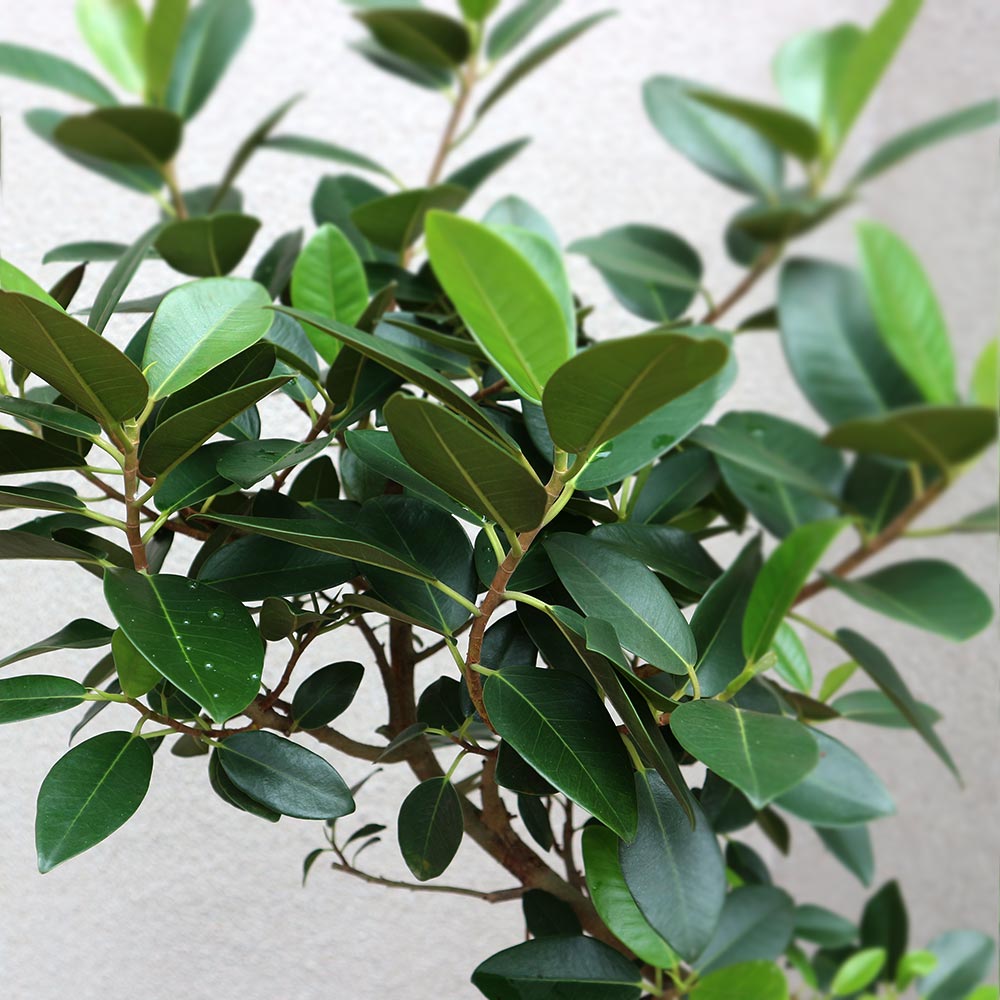 フランスゴム【大型 観葉植物 8号鉢／1個】｜ 【植物のITANSE