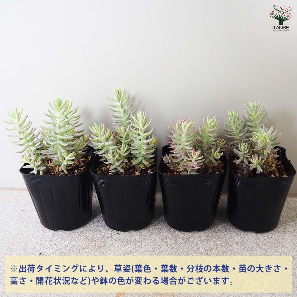 セダム カメレオン 斑入り 【多肉植物 2.5号ポット】｜ 【植物の