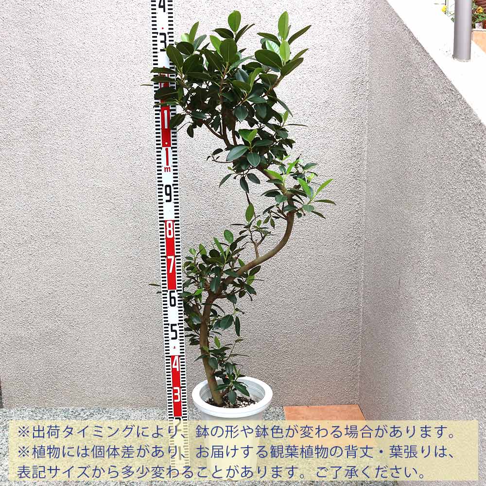 フランスゴム【大型 観葉植物 8号鉢／1個】｜ 【植物のITANSE