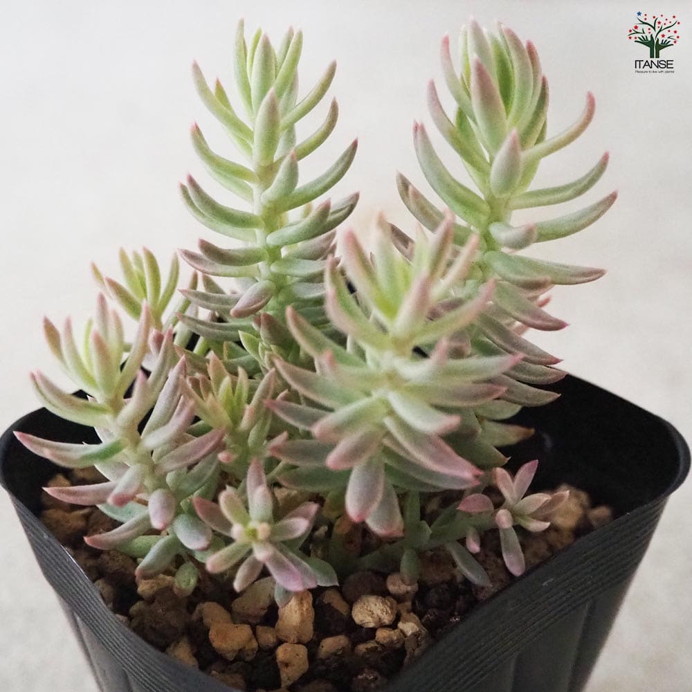 セダム カメレオン 斑入り 【多肉植物 2.5号ポット】｜ 【植物の