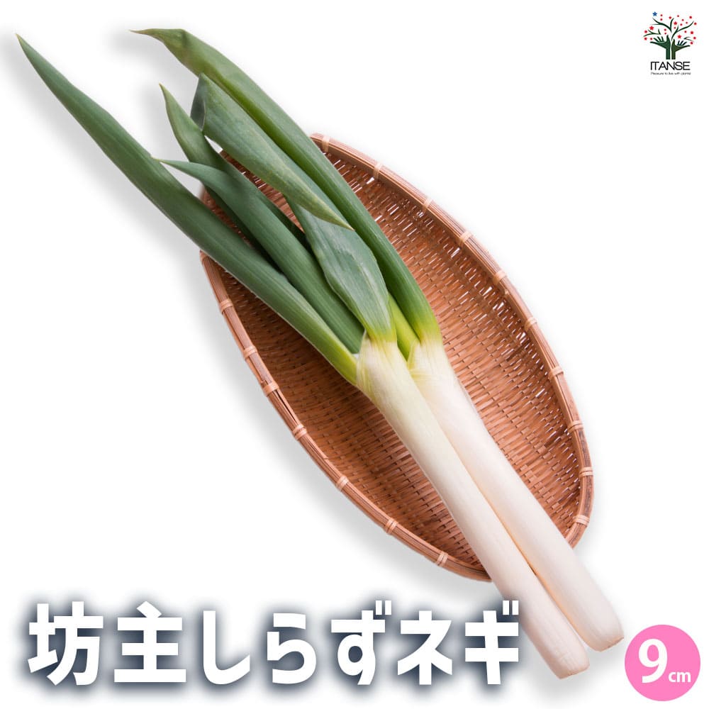 信州産　ねぎ苗　朝採りネコポスいっぱい♪ 希少✨千本ネギの苗 ネコポス箱いっぱいにお詰め致します￼￼￼8