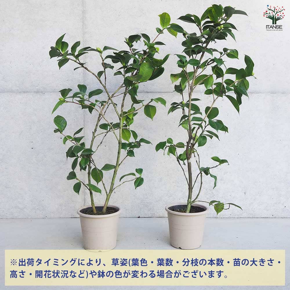 マロニエラポ　カット苗 商品詳細 - 信州西沢サボテン園