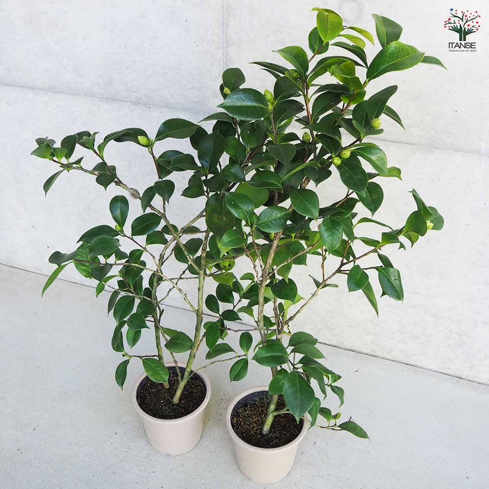 椿 絞り丁字 【花木苗 5号Lサイズ／1個売り】｜ 【植物のITANSE