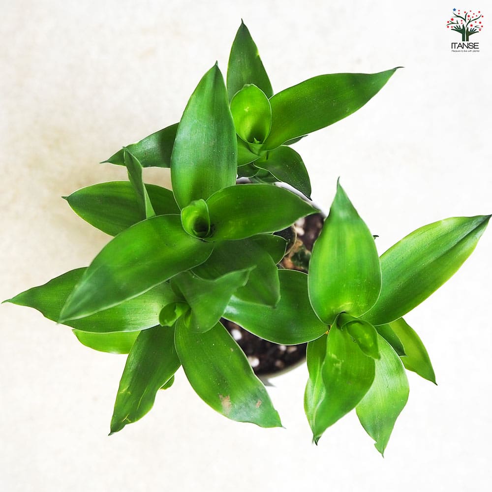 ミリオンバンブー 皿付陶器鉢 ヘリンボーン 12cm付き 【観葉植物 3.5号】