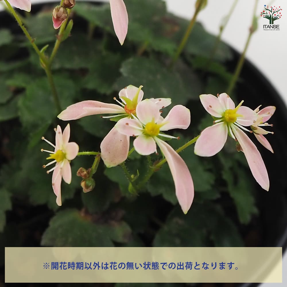 大文字草(ダイモンジソウ) ちえみ 【花苗 4.5号／1個売り】｜ 【植物の