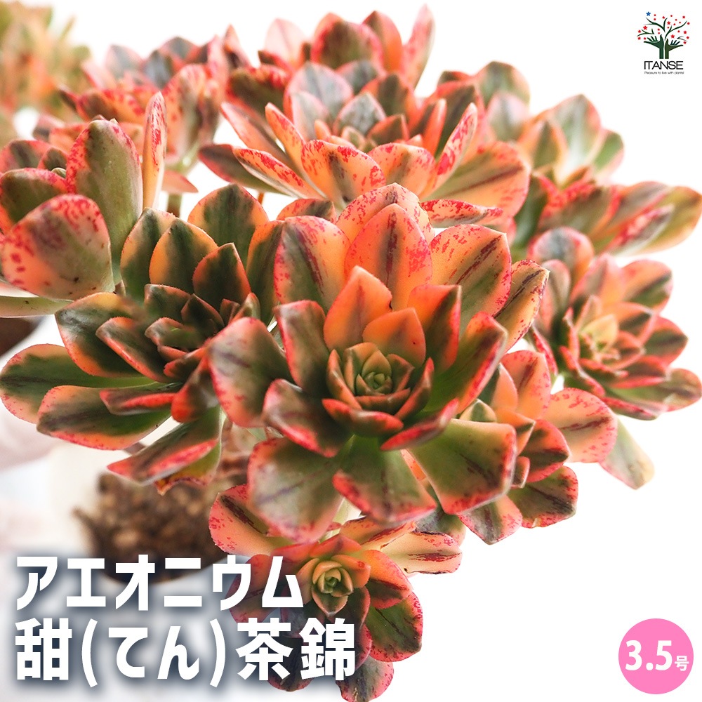 アエオニウム 甜(てん)茶錦 【多肉植物 3.5号ポット】｜ 【植物