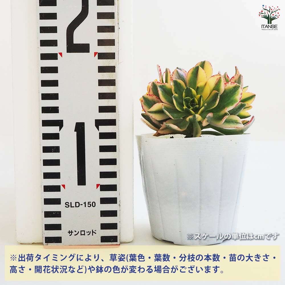 アエオニウム 甜(てん)茶錦 【多肉植物 3.5号ポット】｜ 【植物