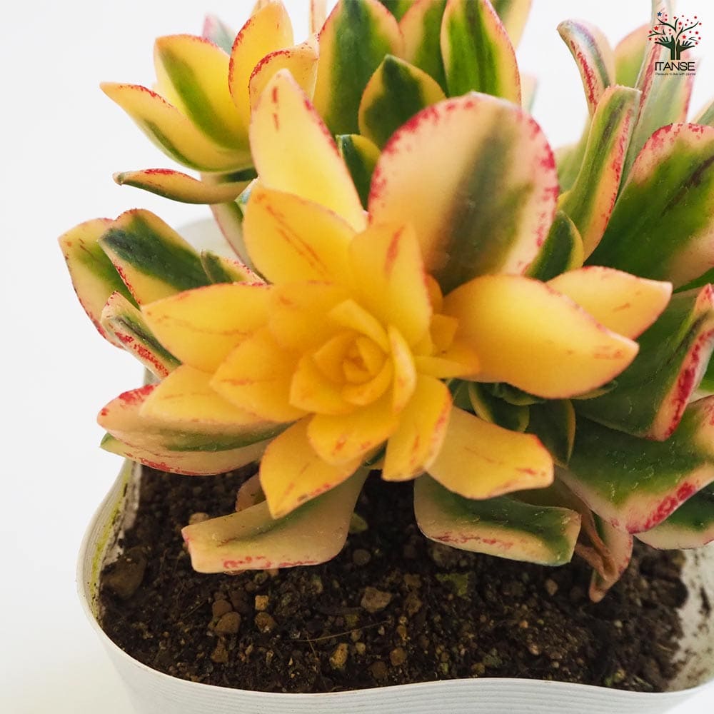 多肉植物アエオニウム錦❤️天合錦❤️ 61B9iN4nFwL._UF1000,1000_QL80_.jpg