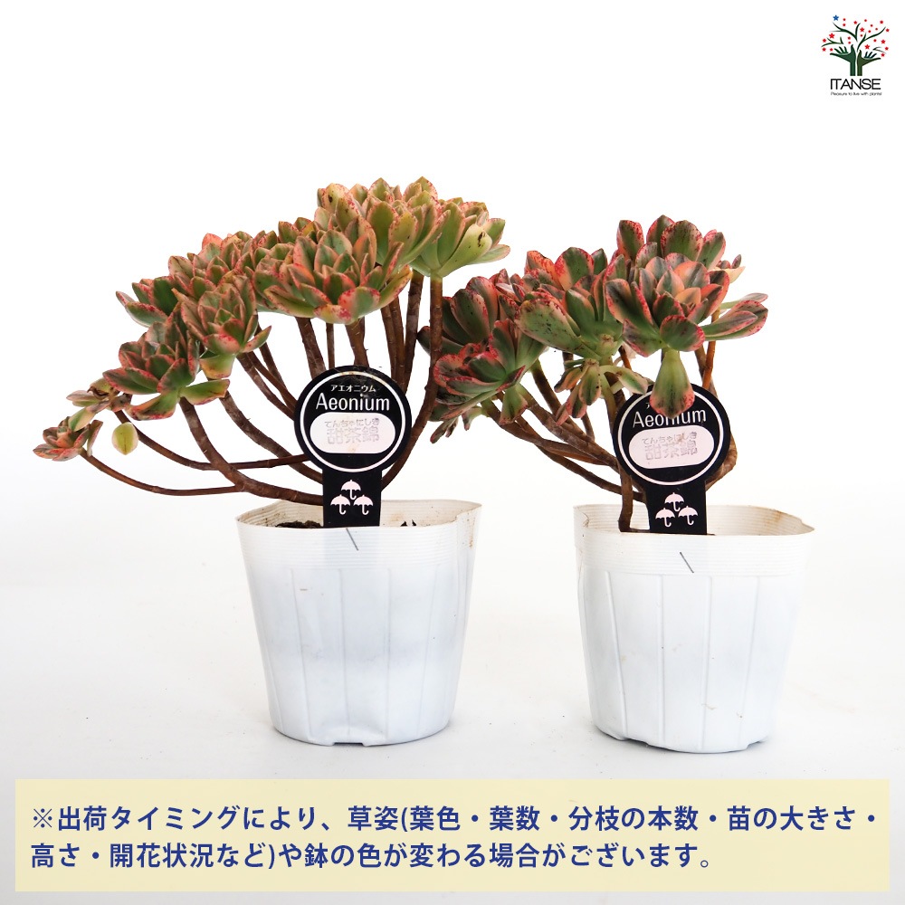 多肉植物アエオニウム錦❤️天合錦❤️ アエオニウム 甜(てん)茶錦 【多肉植物 3.5号ポット】｜ 【植物