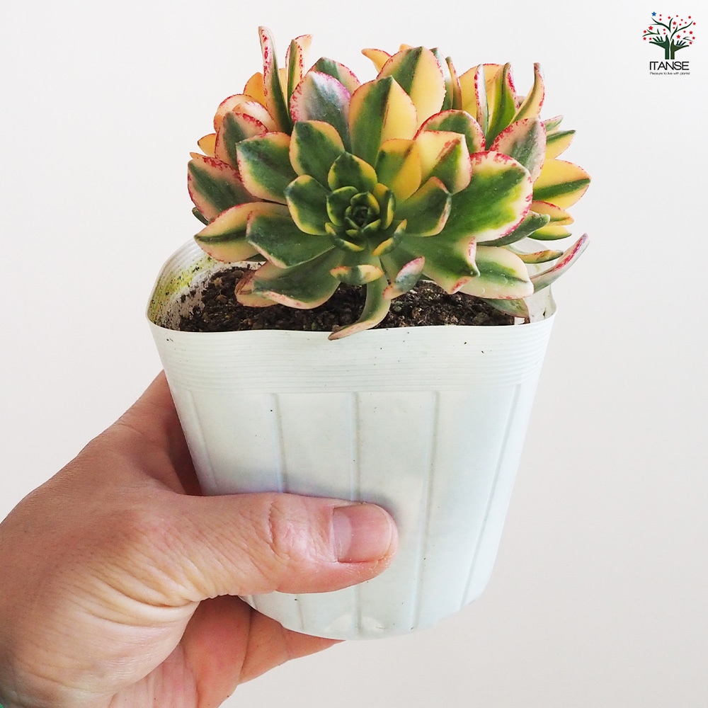 多肉植物アエオニウム錦❤️天合錦❤️ 61B9iN4nFwL._UF1000,1000_QL80_.jpg