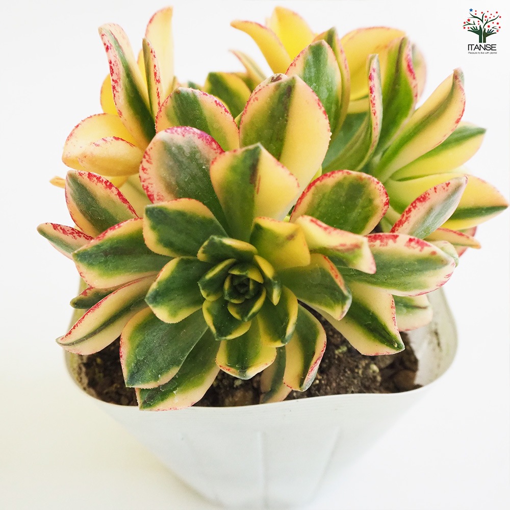 多肉植物 アエオニウム 群生セット Amazon｜多肉植物 30cm以上スイートティーアエオニウム群生株5鉢