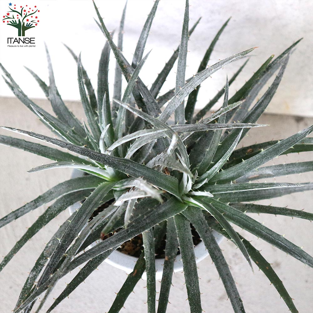 【現品】ディッキア・ニッケルシルバー　(デッキア）　８号　E3番 ディッキア ニッケルシルバー リビングやオフィス向きサイズ【観葉植物