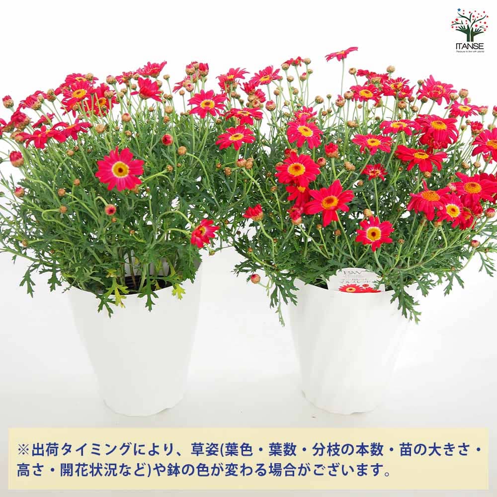 マーガレット マーガレット マルスレッド 【花苗 5号／1個売り】｜ 【植物の