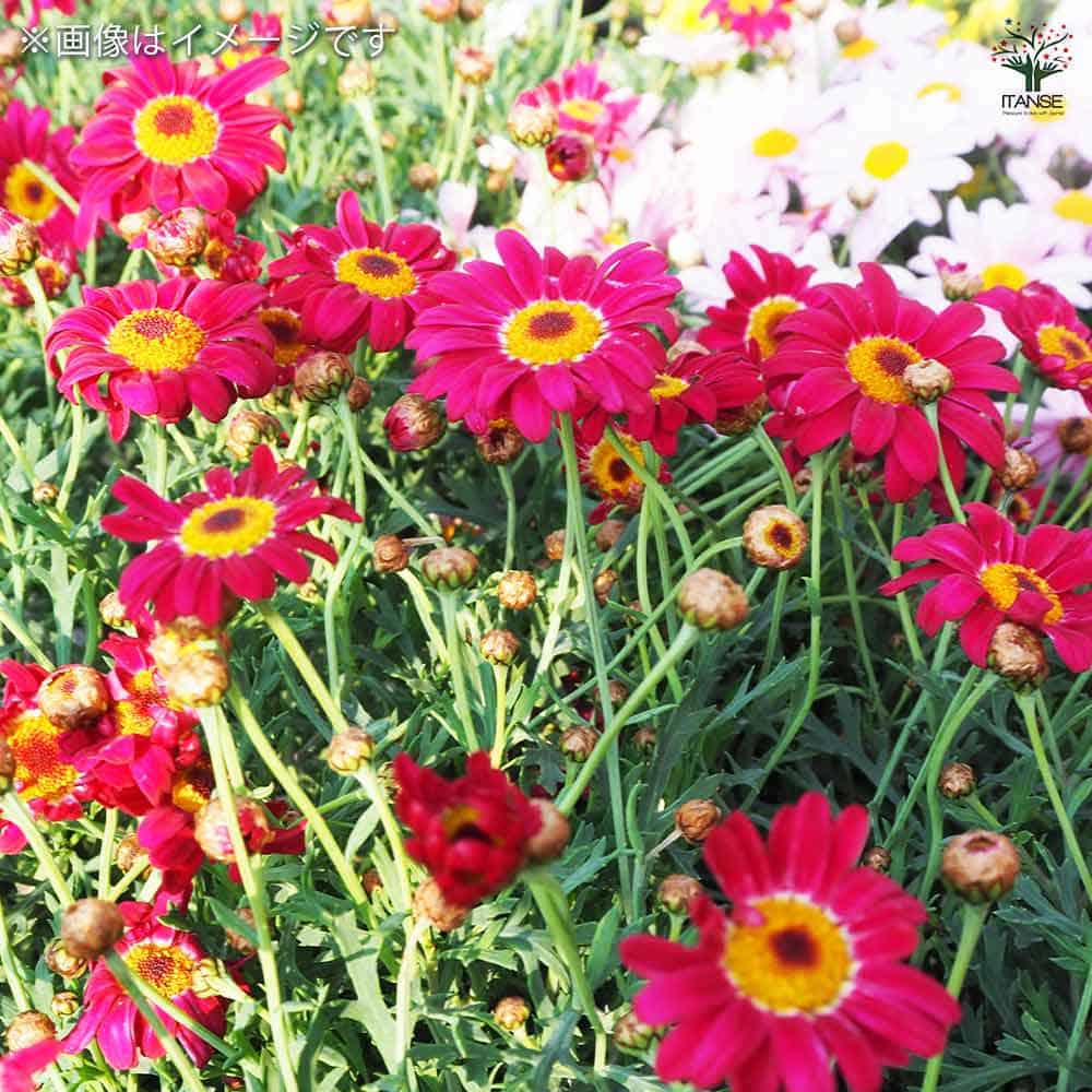 マーガレット マルスレッド 【花苗 5号／1個売り】｜ 【植物の