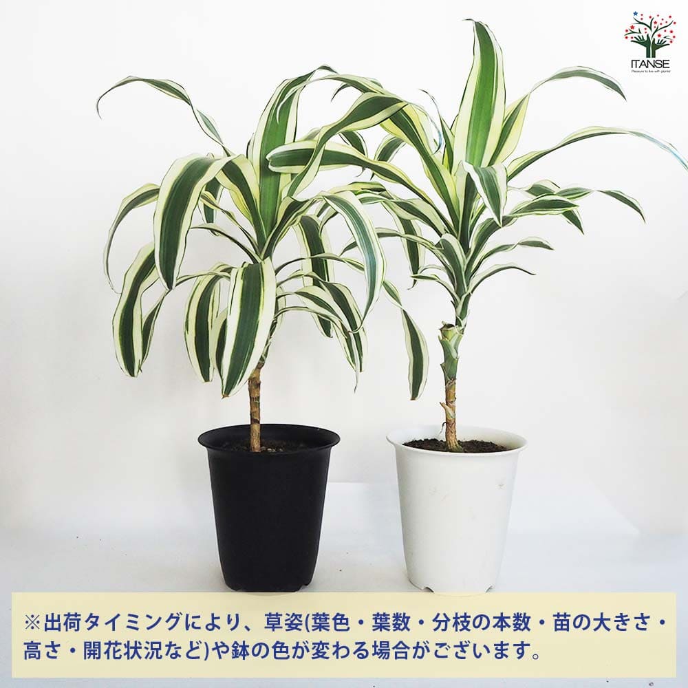 A*9様 ドラセナ　約120cm ソテツの寄せ植え付き ドラセナ スノーホワイト 【観葉植物 7号鉢／1個売り】｜ 【植物