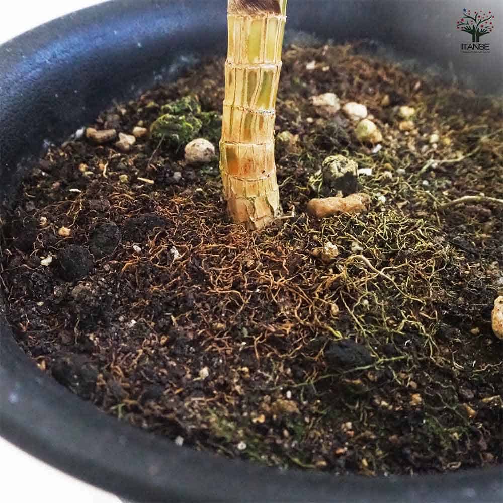 ドラセナ スノーホワイト 【観葉植物 7号鉢／1個売り】｜ 【植物の