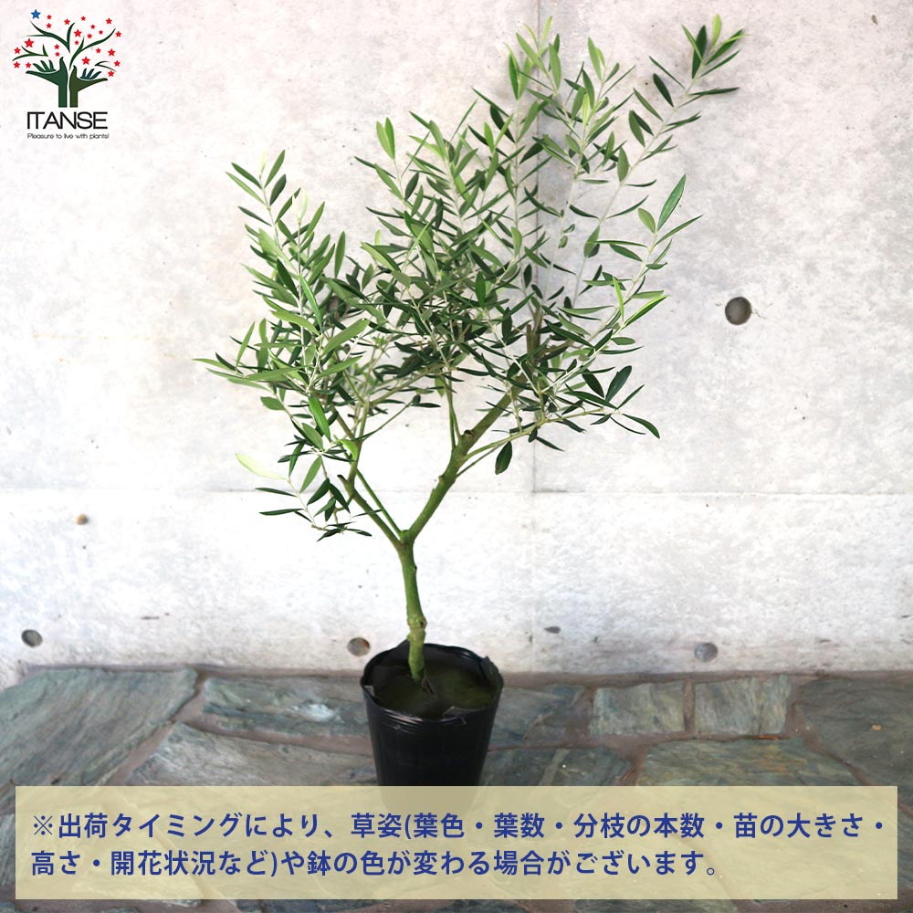 オリーブの苗木 エルグレコ【果樹苗／5号ポット挿し木苗／1個売り
