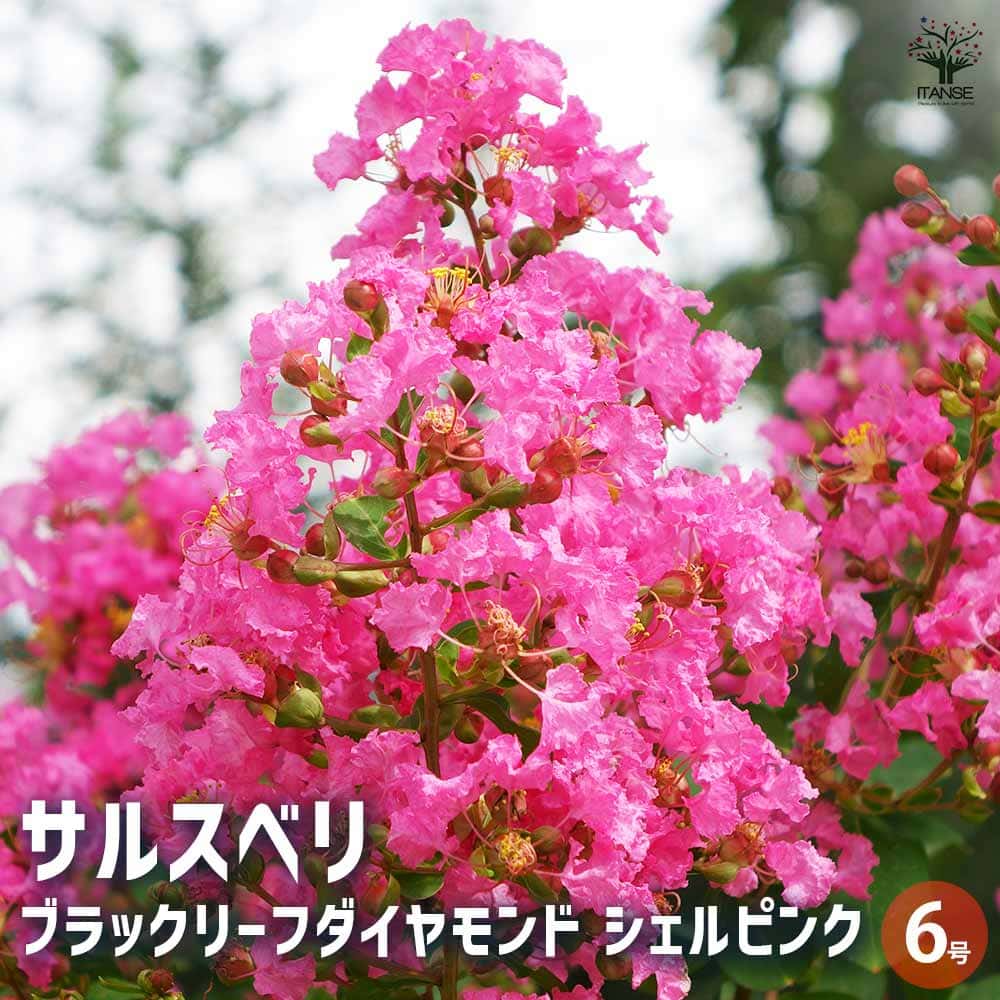 サルスベリ ブラックリーフD シェルピンク 【花木苗 6号／1個売り