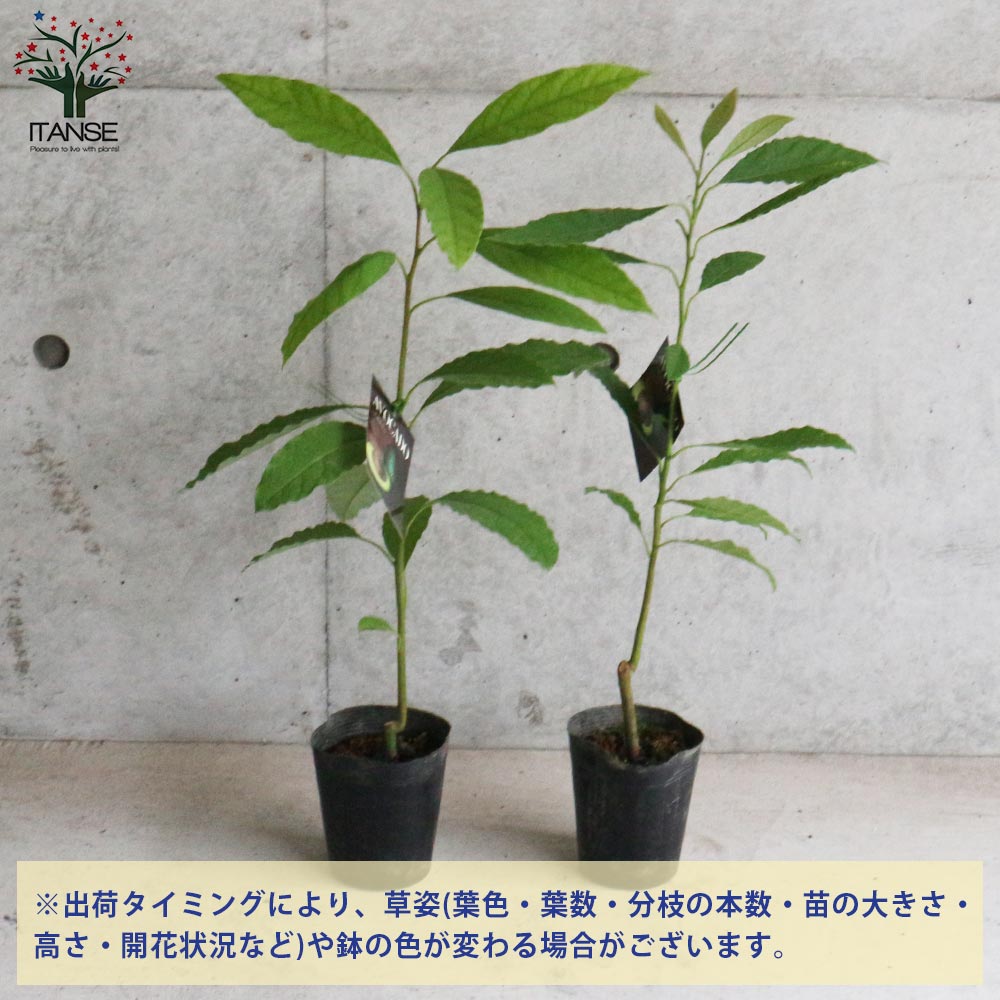 アボカド苗 約50cm 健康的　苗木5本 アボカド苗 約50cm 健康的 苗木5本 - メルカリ