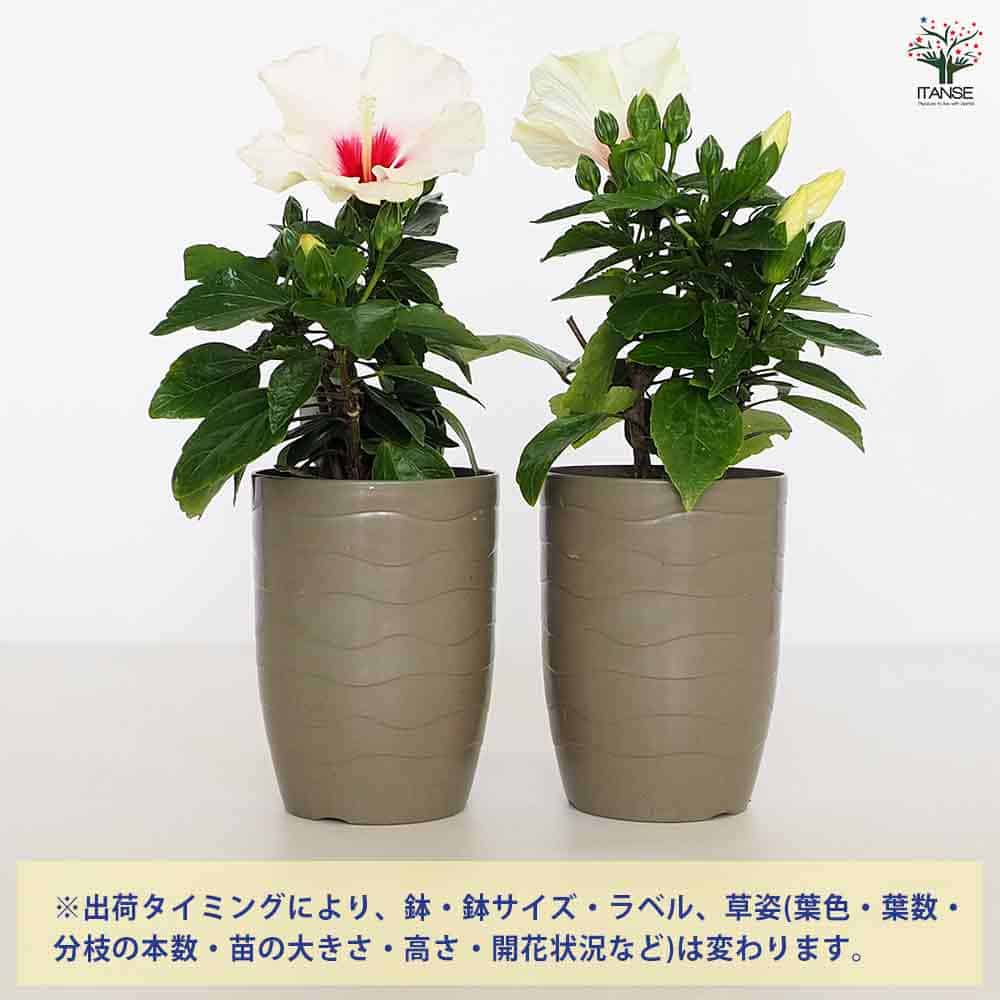 ハイビスカス ハイビスカス 中輪咲き ホワイトエンジェル 5号鉢 朝風園 新品種