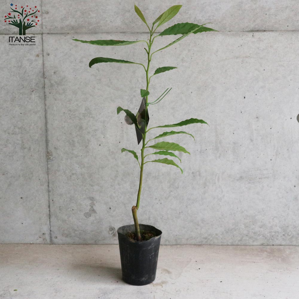 アボカド苗 約50cm 健康的　苗木5本 アボカド苗 約50cm 健康的 苗木5本 - メルカリ