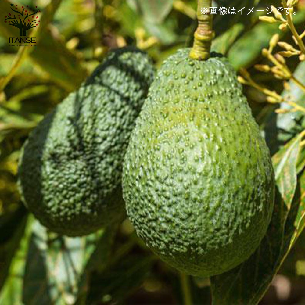 アボカド苗木 大株 果樹 鉢ごと発送 アボカド苗木 大株 果樹 鉢ごと発送 アボカドの苗木”ハス種18cm