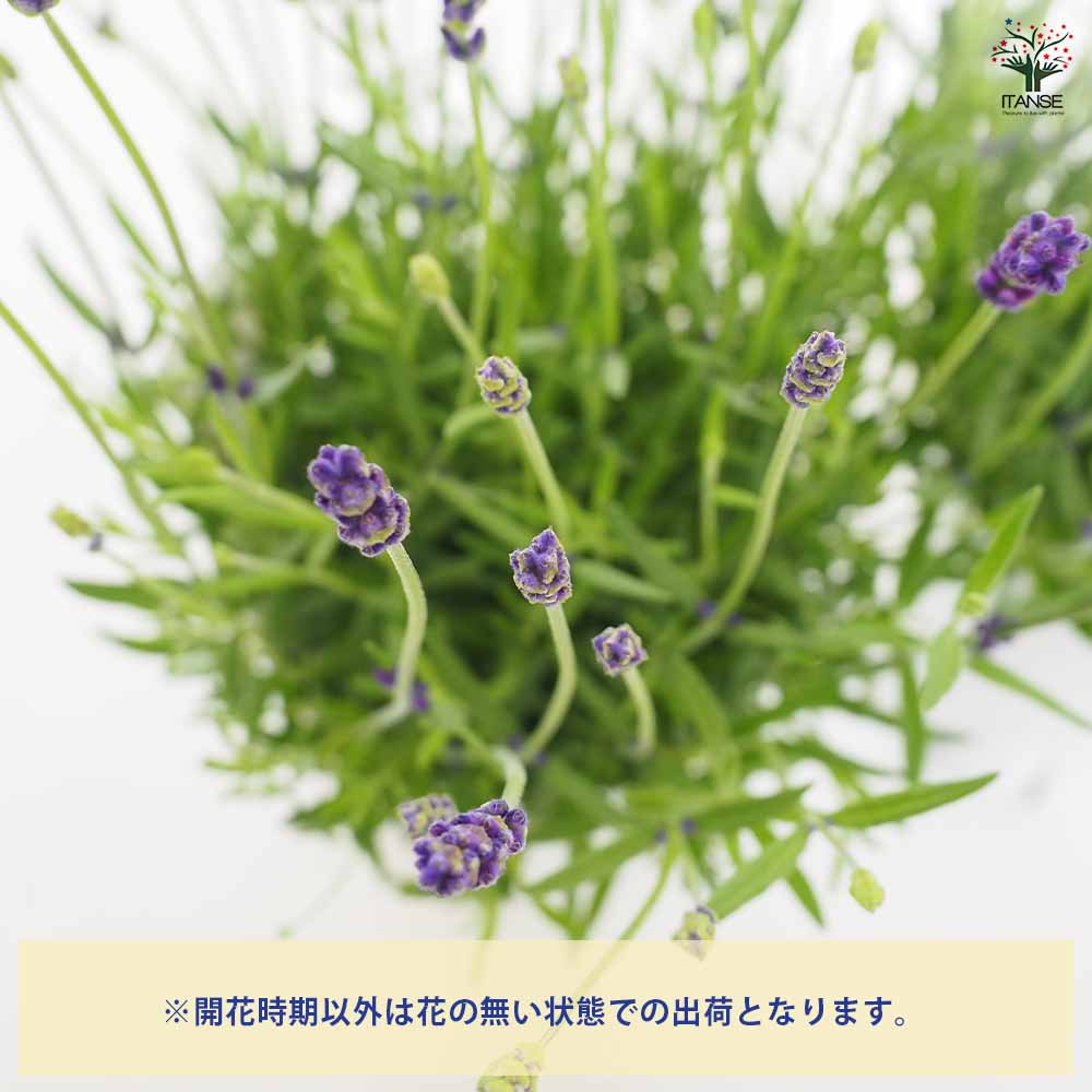 イングリッシュラベンダー アーリーブルー 【ハーブの苗 5号】