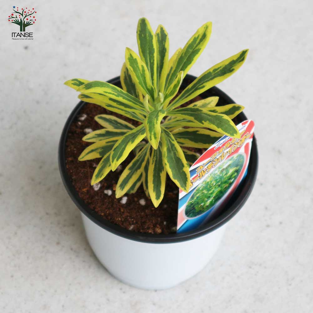 ユーフォルビア ゴールデンレインボー【花苗 12cmポット苗／1個売り