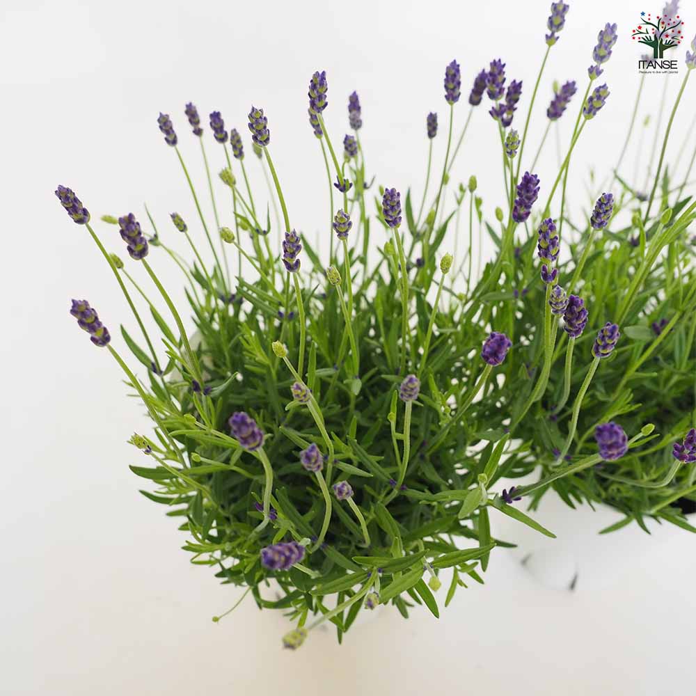 イングリッシュラベンダー アーリーブルー 【ハーブの苗 5号】