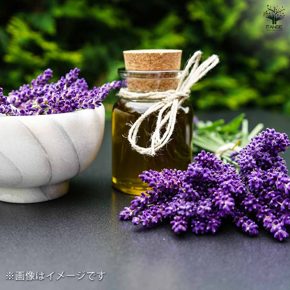 イングリッシュラベンダー アーリーブルー 【ハーブの苗 5号】