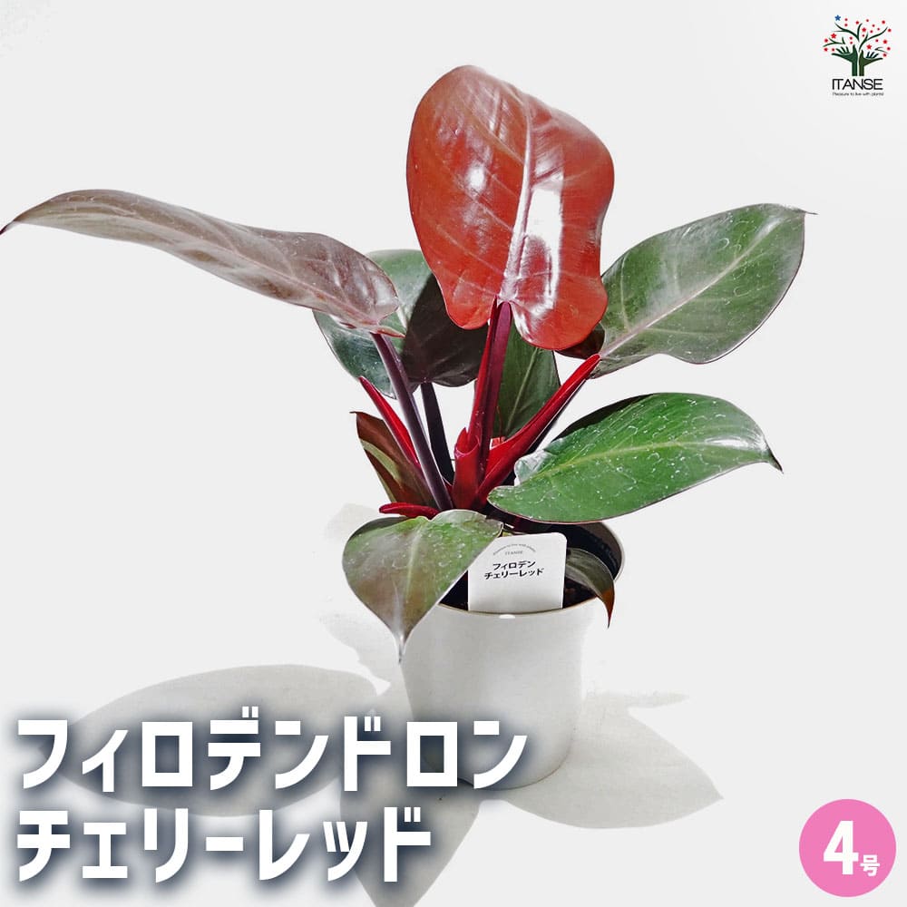 フィロデンドロン チェリーレッド 【観葉植物 4号】｜ 【植物の
