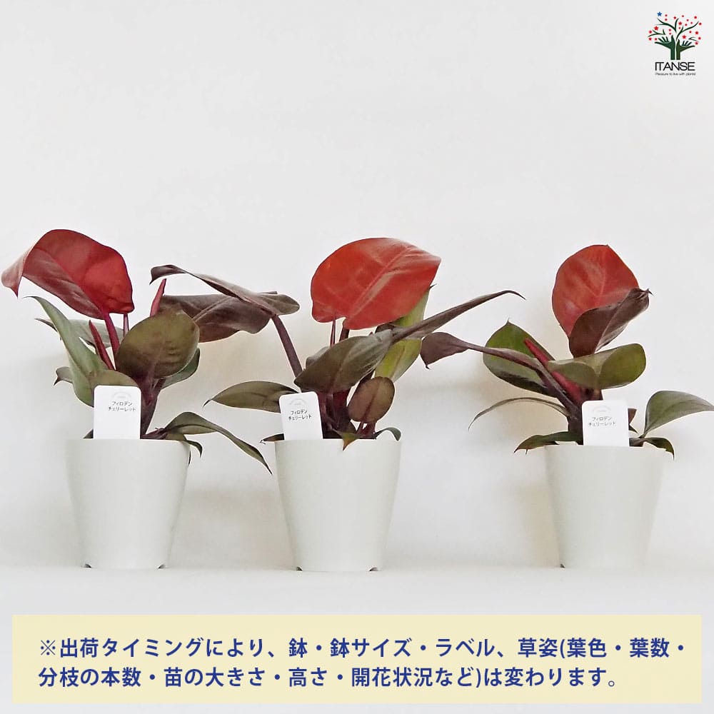 フィロデンドロン チェリーレッド 【観葉植物 4号】｜ 【植物の