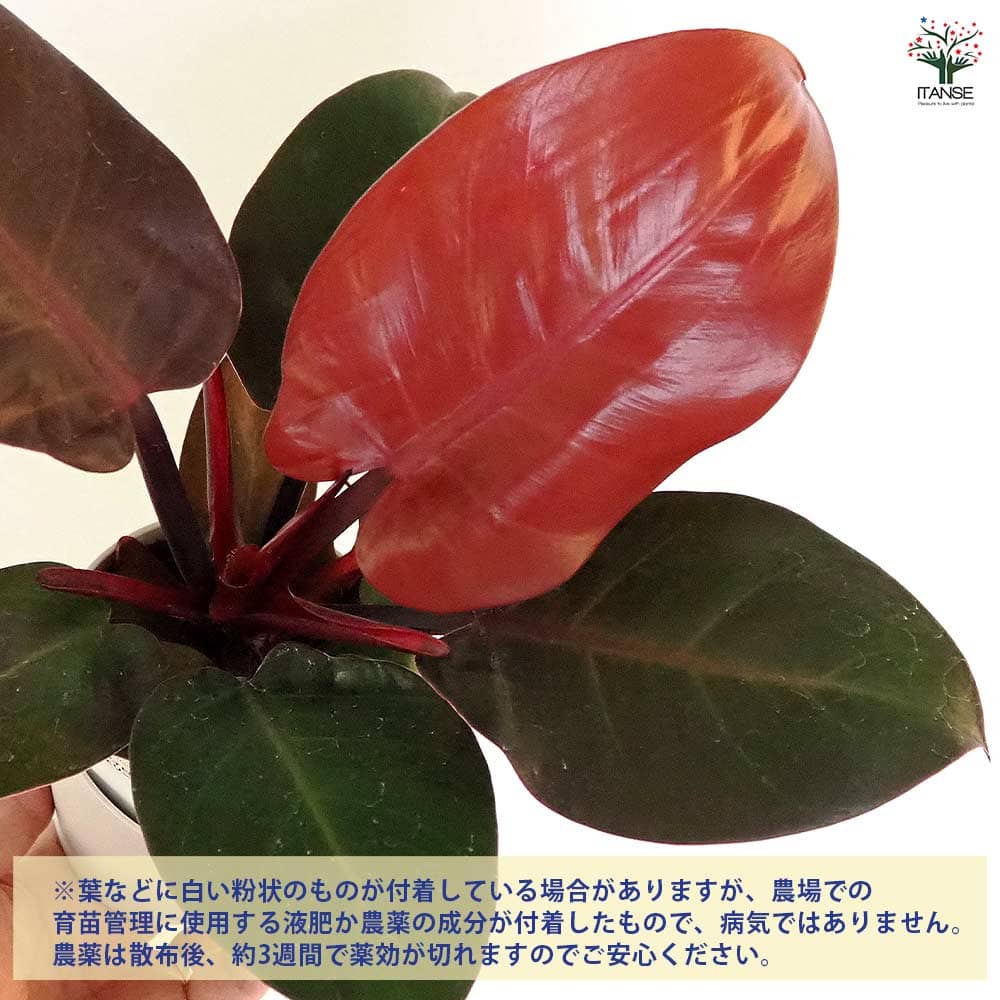 フィロデンドロン チェリーレッド 【観葉植物 4号】｜ 【植物の