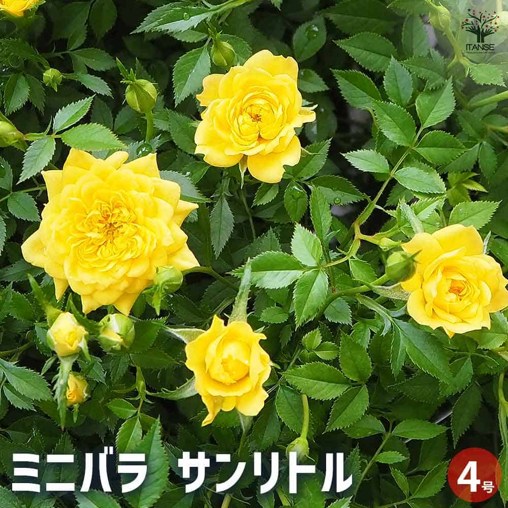 ミニ薔薇 サンリトル 【花木苗 4号】｜ 【植物のITANSE】全品