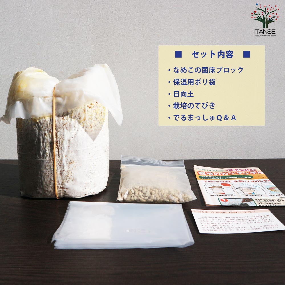 菌床きのこ栽培セット”でるまっしゅ” なめこ【 【セット内容:なめこ菌床ブロック、日向土、説明書、ビニール袋】