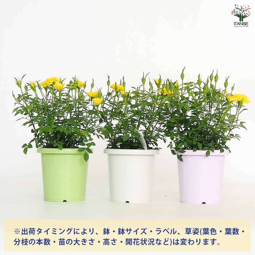 ミニ薔薇 サンリトル 【花木苗 4号】｜ 【植物のITANSE】全品