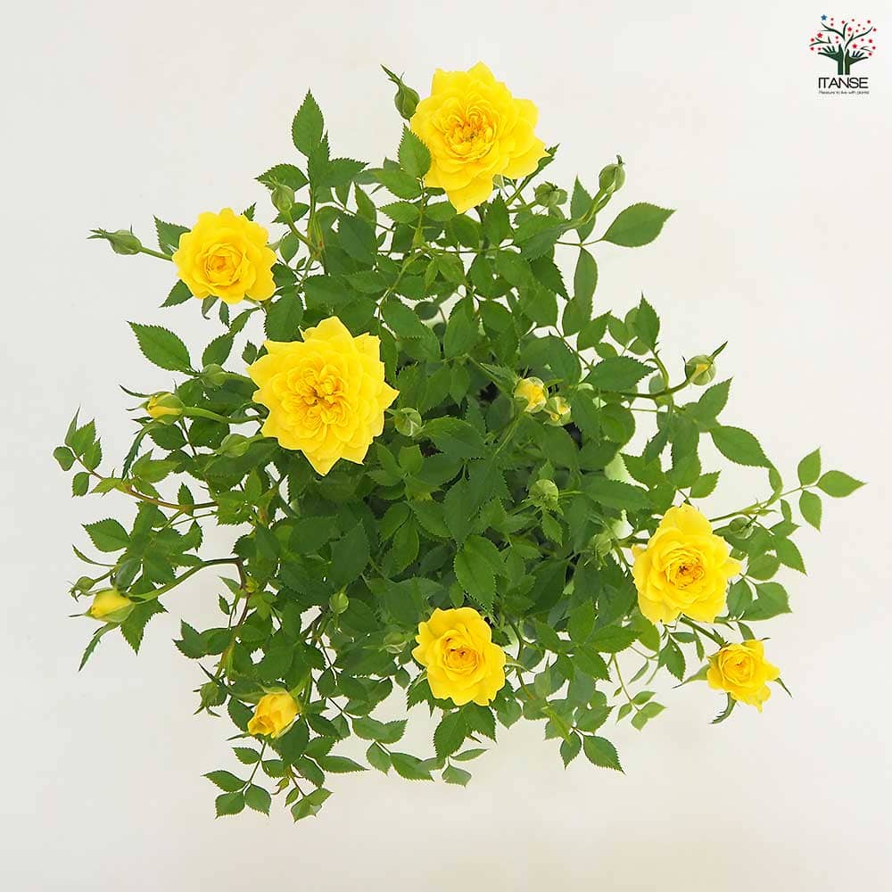 ミニ薔薇 サンリトル 【花木苗 4号】｜ 【植物のITANSE】全品