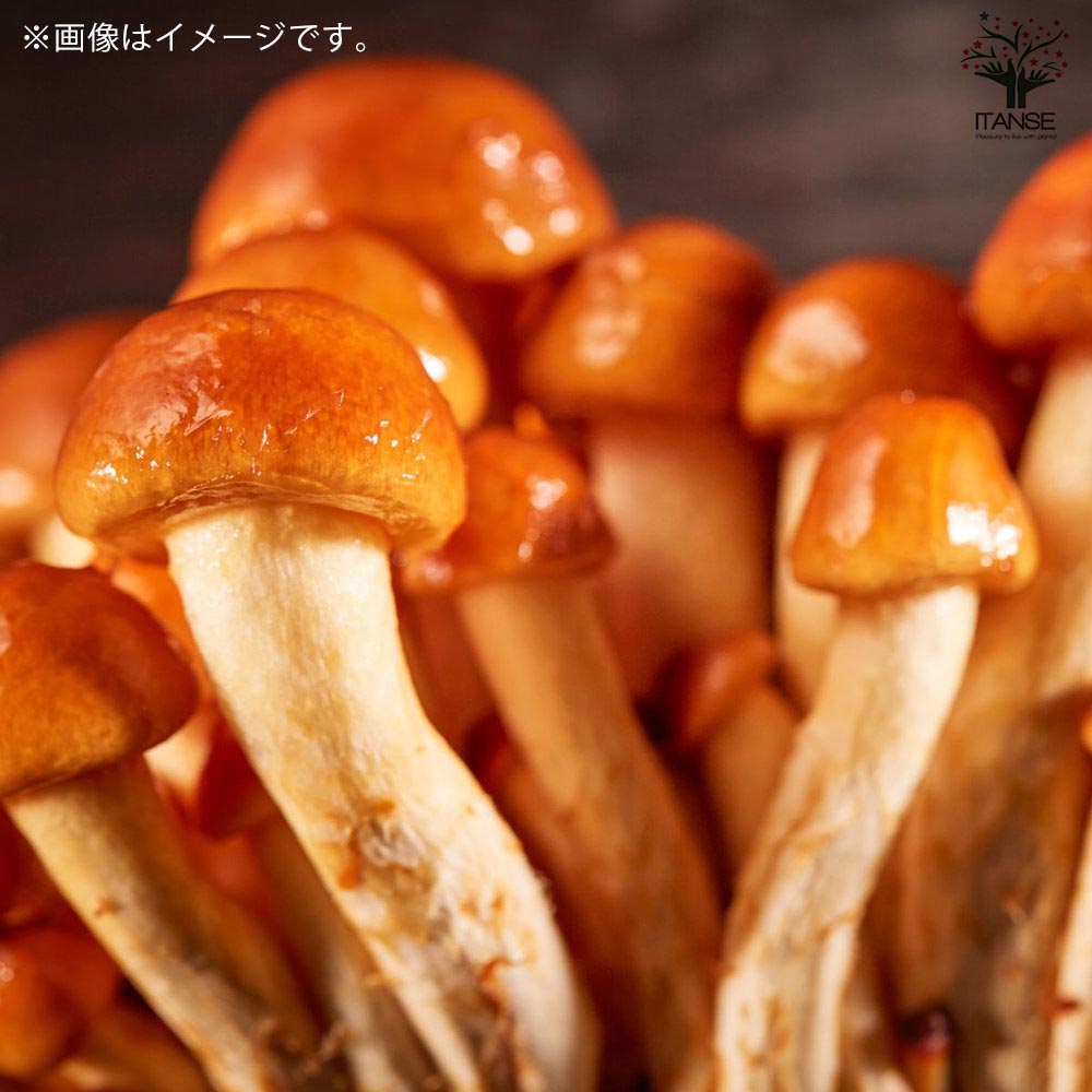 菌床きのこ栽培セット”でるまっしゅ” なめこ【 【セット内容:なめこ菌床ブロック、日向土、説明書、ビニール袋】