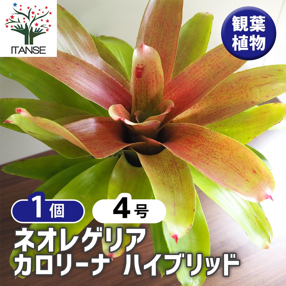 ネオレゲリア カロリーナ ハイブリッド 【観葉植物 4号／1個売り