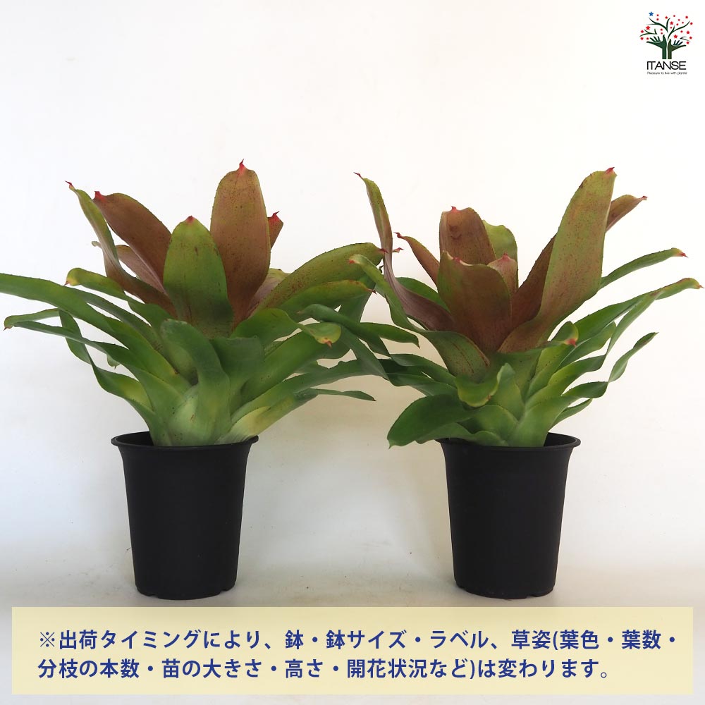 ネオレゲリア カロリーナ ハイブリッド 【観葉植物 4号／1個売り