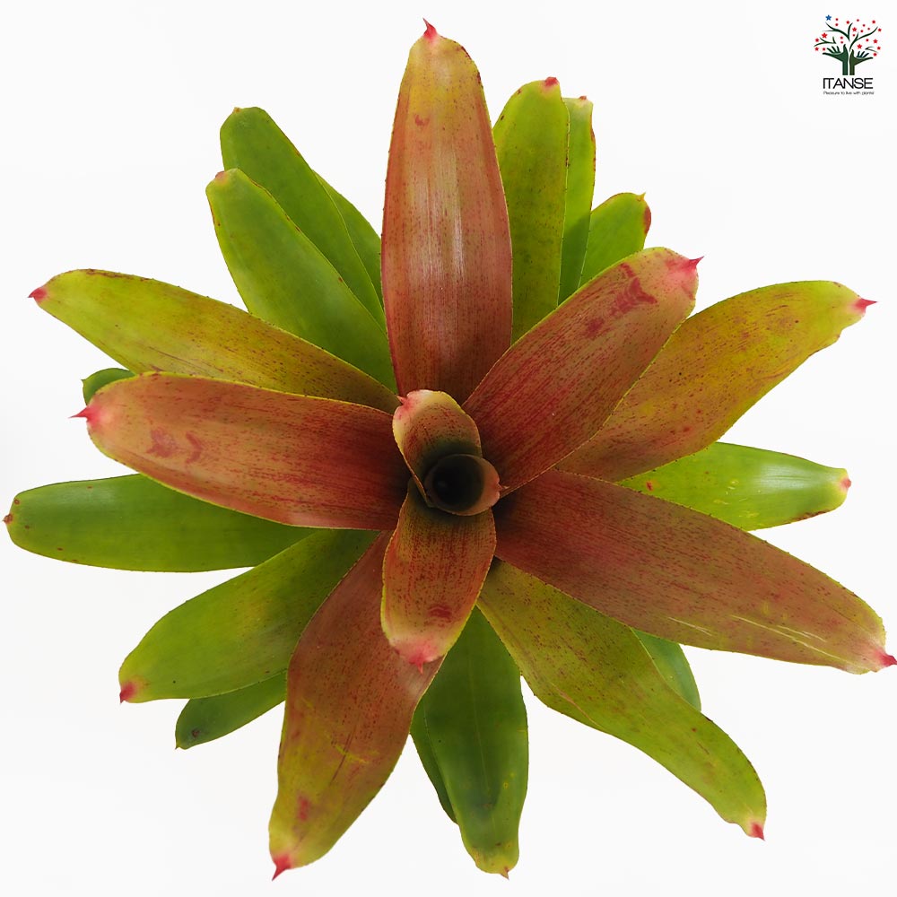 ネオレゲリア カロリーナ ハイブリッド 【観葉植物 4号／1個売り