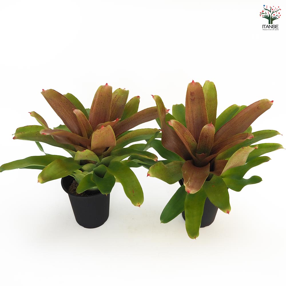 ネオレゲリア カロリーナ ハイブリッド 【観葉植物 4号／1個売り